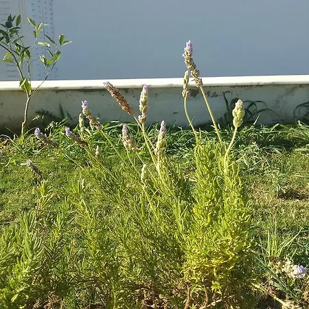Palm23 * Kuşadası
